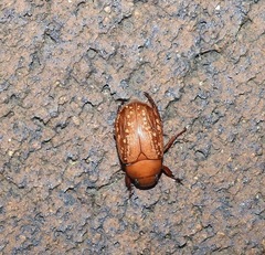 Anoplognathus concolor