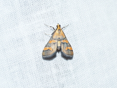 Metallarcha diplochrysa