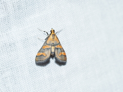 Metallarcha diplochrysa