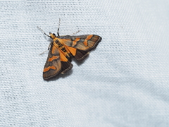 Metallarcha diplochrysa