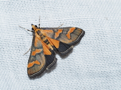 Metallarcha diplochrysa