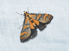 Metallarcha diplochrysa