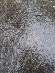 Cacophis harriettae