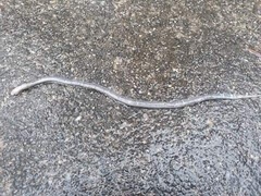 Cacophis harriettae