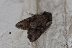 Eriopygini