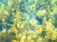 Acanthopagrus butcheri