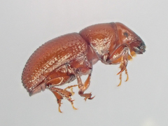 Elassoptes marinus