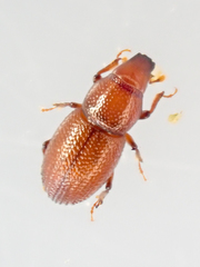 Elassoptes marinus