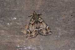 Microdes diplodonta