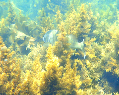 Acanthopagrus butcheri