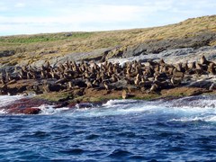 Arctocephalus pusillus