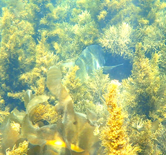 Acanthopagrus butcheri