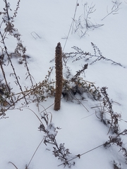 Orostachys malacophylla