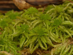 Sphagnum affine