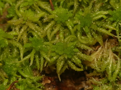Sphagnum affine