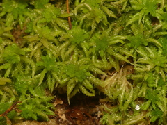 Sphagnum affine