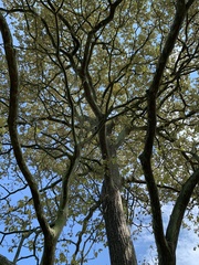 Handroanthus ochraceus