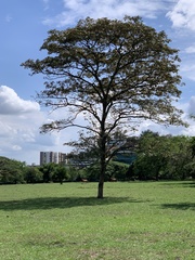 Handroanthus ochraceus