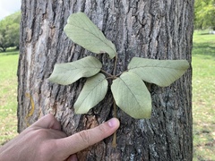 Handroanthus ochraceus