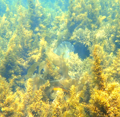 Acanthopagrus butcheri