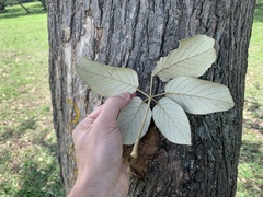 Handroanthus ochraceus