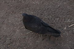 Columba livia