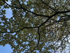 Handroanthus ochraceus