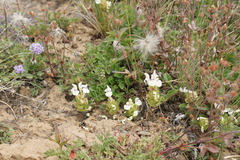 Scutellaria supina