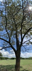 Handroanthus ochraceus