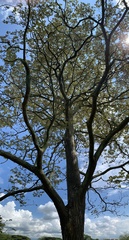 Handroanthus ochraceus