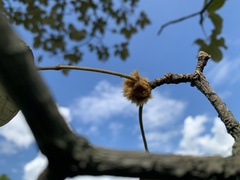 Handroanthus ochraceus