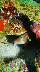 Carpilius corallinus