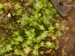 Ptychostomum moravicum