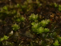 Ptychostomum moravicum