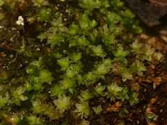 Ptychostomum moravicum