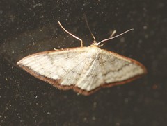 Idaea coercita