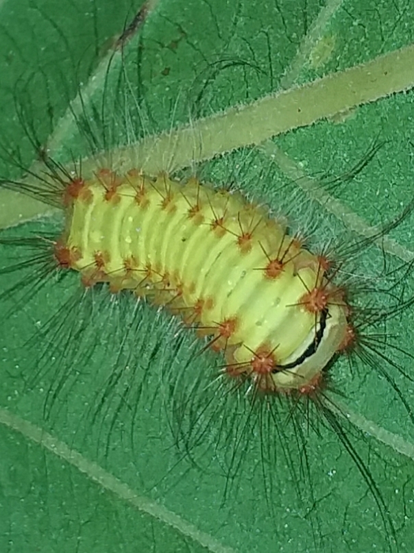 Aithorape