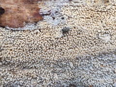 Hyphodontia arguta