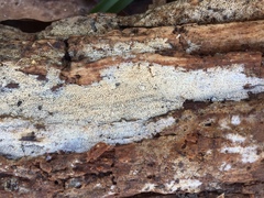 Hyphodontia arguta