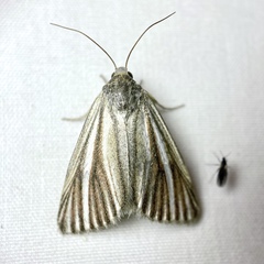 Heliocheilus cramboides