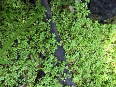 Callitriche muelleri