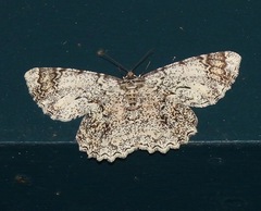 Amblychia subrubida