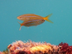 Elagatis bipinnulata