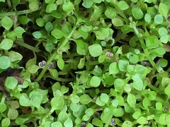 Callitriche muelleri