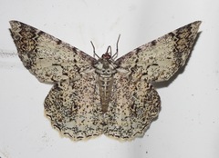Amblychia subrubida