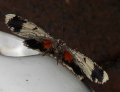 Amblychia subrubida