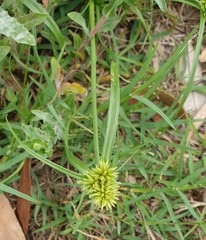 Cyperus aggregatus