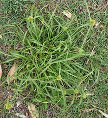 Cyperus aggregatus