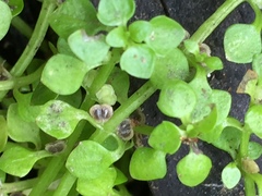 Callitriche muelleri