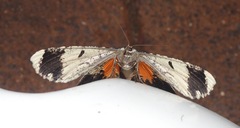 Amblychia subrubida